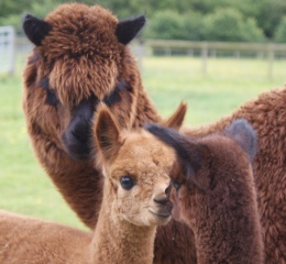 Willowbrook Poppy - unquestionably the most beautiful and mild-mannered alpaca 