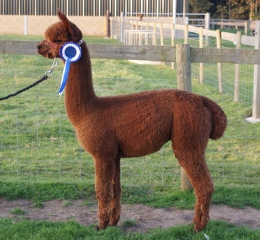 Willowbrook Crusader - 2nd Hope Fleece Show, 4th Heart of England Fleece Show, 4th Scottish National Fleece Show