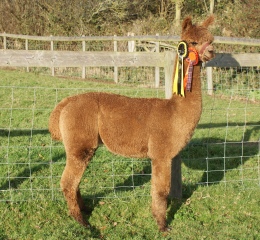 Willowbrook Thunderbolt - 3rd Heart of England Fleece Show, 5th Scottish National Fleece Show