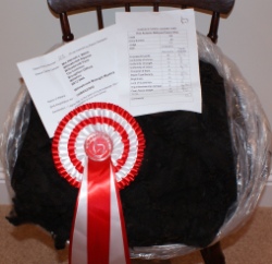 Midnight's prize winning fleece!
