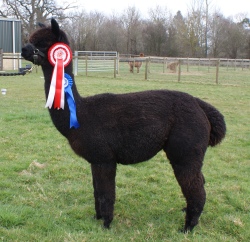 Willowbrook Midnight - 1st Intermediate Black Female