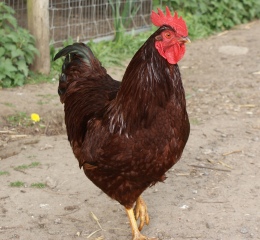 Tiny Tim our Rhode Island Red Cockerel