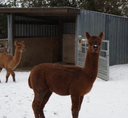 Boys in the snow