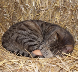 Broody cat!