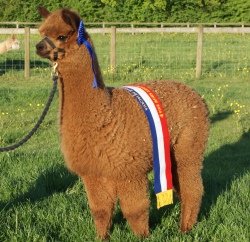 Willowbrook Truffle - Champion Brown Female