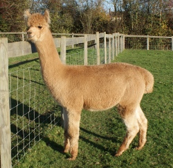 Willowbrook Heavenly Hot - bred by Willowbrook Alpacas
